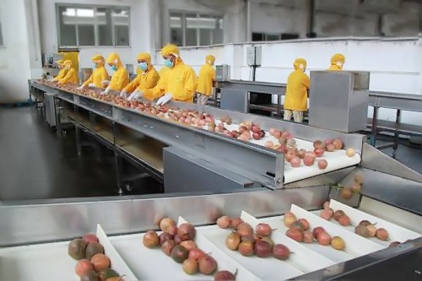 百香果、火龍果加工生產(chǎn)線